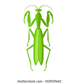 Nature green cartoon locust and cute flat grasshopper icon. Wild creature antenna invertebrate cute grasshopper agricultural zoo large green locust nature insect flat vector illustration