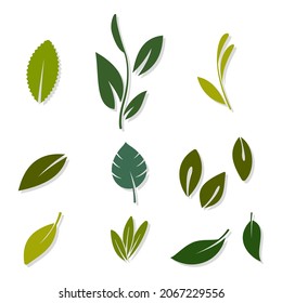 Nature green tea leaves vector icons set isolated on a white background.