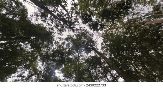 nature green tree in the forest 