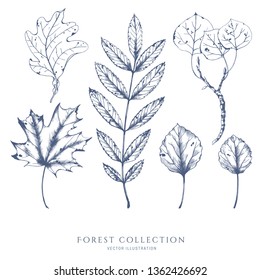 Nature hand drawn vector sketch. Collection of forest plants. Leaves of ash, maple, aspen.