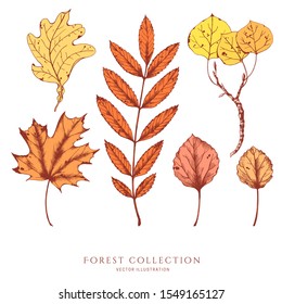 Nature hand drawn vector sketch. Collection of colorful forest plants. Leaves of ash, maple, aspen.