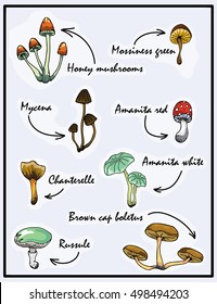 Nature illustration. Natural materials. Forest postcard. Assorted mushrooms. Edible and poisonous mushrooms.