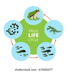 Nature infographic illustrations of frog life cycle. School vector pictures isolate