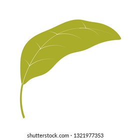 nature leaf cartoon
