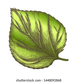 Nature Leaf Of Herbaceous Hop Plant Closeup . Leaf Of Liana Genus, Close Relatives Is Hemp And Cannabis. Detail Of Decorative And Climbing Branch. Color Hand Drawn Illustration