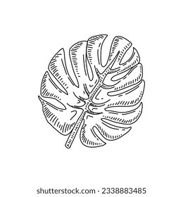 Nature Leaf Plant Handdrawn Line Art Vector
