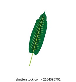 nature leaf plant illustration vector