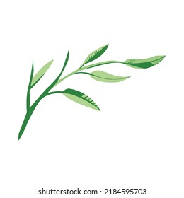 vector de ilustración vegetal de hoja natural