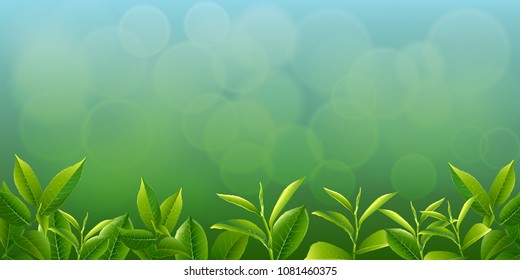 nature leaves green tea on spring  background. vector design illustrator.