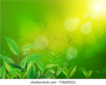 nature leaves green tea on spring  background. vector design illustrator.