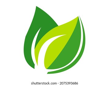 nature logo with green leaf concept. Useful for decoration, branding, label product, packaging.