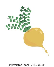 nature maca superfood icon isolated