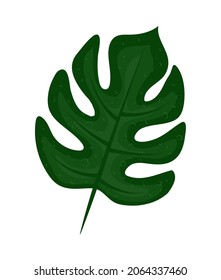 nature mostera leaf icon isolated