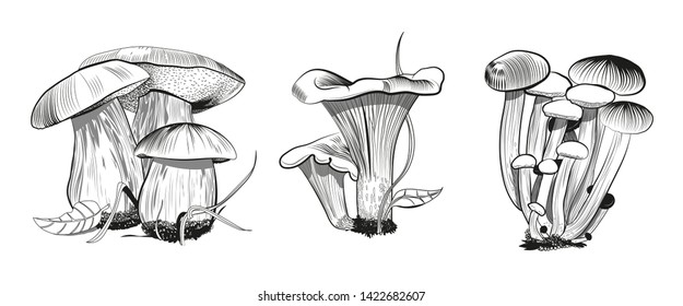nature mushrooms white chanterelles honey agaric