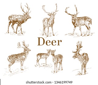 Nature objects. Vintage engraving. Hand drawn, doodle graphic with deer. Vector illustration isolated on white background. Set of animals. Nature objects. Vintage Engraving. Elk Icon. Forest animal.