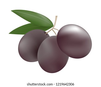 nature olive illustration
