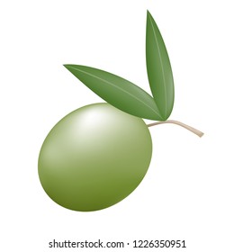 nature olive illustration
