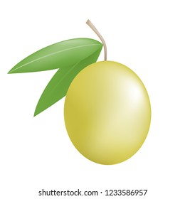 nature olive illustration