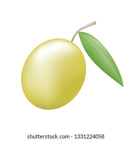 nature olive illustration