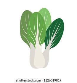 Nature organic vegetable Bok choly, healthy vector colorful food vegetable spice ingredient.