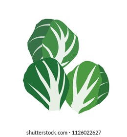 Nature organic vegetable Brussels sprout, healthy vector colorful food vegetable spice ingredient.