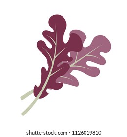 Nature organic vegetable Oak leaf, healthy vector colorful food vegetable spice ingredient.