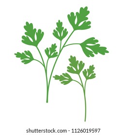 Nature organic vegetable Parsley, healthy vector colorful food vegetable spice ingredient.