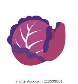 Nature organic vegetable Purple cabbage, healthy vector colorful food vegetable spice ingredient.