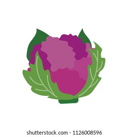 Nature organic vegetable Purple cauliflower, healthy vector colorful food vegetable spice ingredient.