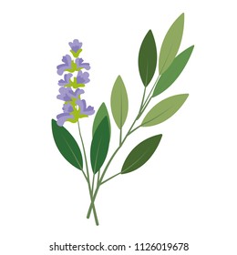 Nature organic vegetable Sage, healthy vector colorful food vegetable spice ingredient.