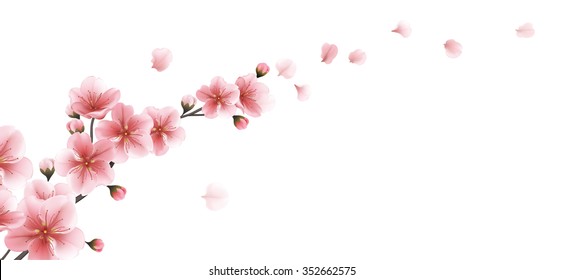 Nature panoramic background with branch of pink sakura flowers. Vector template on white background