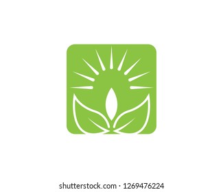 Nature plant leaf icon vector illustration