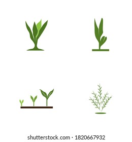 Nature plant organic icon and symbol vector illustration