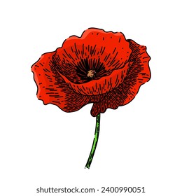 nature poppy hand drawn. field remembrance, day illustration, floral summer nature poppy vector sketch. isolated color illustration