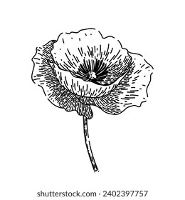 nature poppy hand drawn. field remembrance, day illustration, floral summer nature poppy vector sketch. isolated black illustration