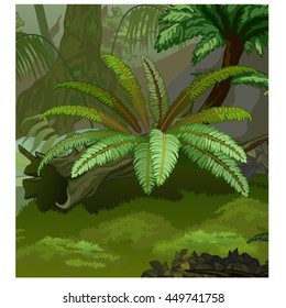 Nature of the rainforest. Vector cartoon close-up illustration