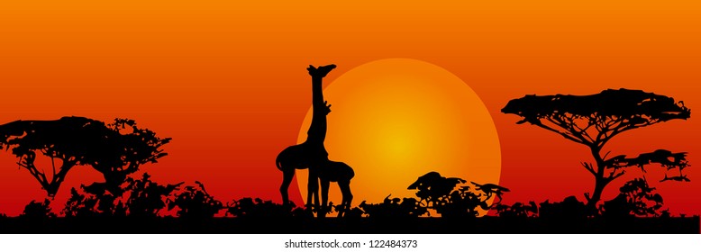 The nature of the savannah. Giraffes in the sun. Vector illustration.