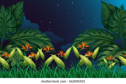 Nature scene with bird of paradise flowers illustration