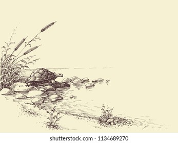 Nature scene hand drawing. Tortoise on river shore