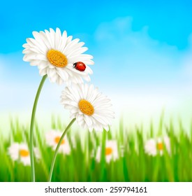 Nature spring daisy flower with ladybug. Vector illustration.