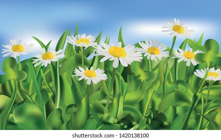 Nature. Spring green grass and chomomile. 3d vector realistic landscape. Realistic chomomile in blue background.