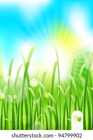 Nature summer background
