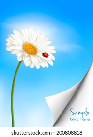 Nature summer background with daisy flower with ladybug. Vector illustration. 