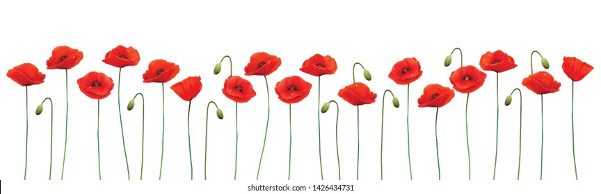 Nature summer background with red poppies. Vector.