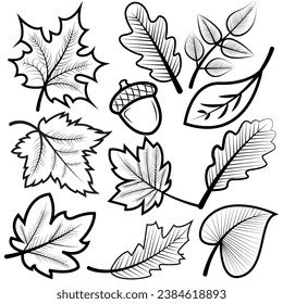 Naturaleza, Verano, Natural, Hoja, Árbol, Tropical, Rama, Botánica, Planta, Otoño, Bosque, Bosque, Verde, Ilustrador, Vector, Resumen, Otoño, Primavera, Hojas, Temporada, Colorido, Naranja, Verde, Rojo, Caída