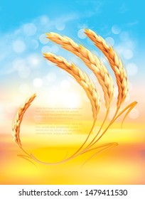Nature sunset background with ears of wheat. Vector.