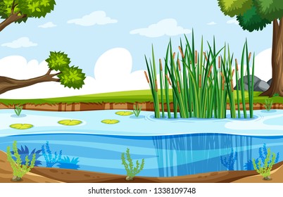 A nature swamp landscape illustration