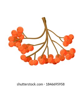 nature symbol rowan berries fall