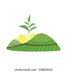 Nature tea plant field vector.