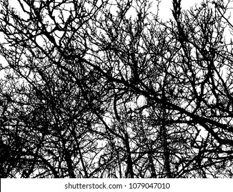 Nature. Tree. Branches. Decor background.